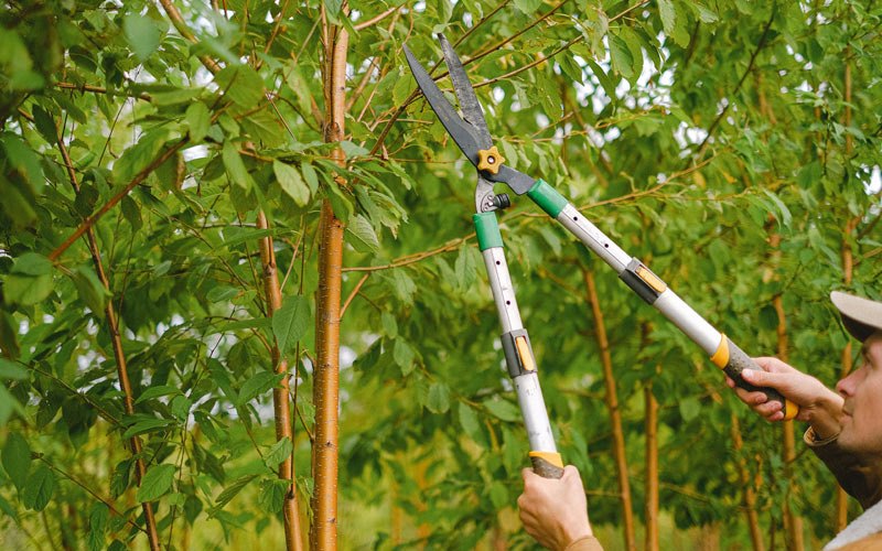 Tree trimming in Raywick, KY